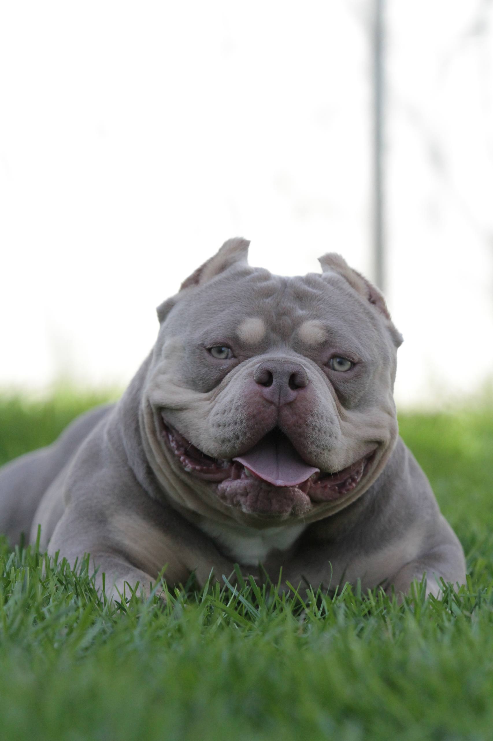PENTAGON BULLIES OZZY — Night Drakula Kennel